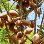 productores_carrizal_zapotes