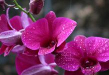 Orquídeas bajo la lluvia