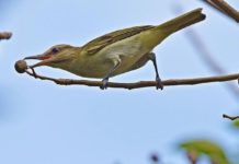 Día Internacional de las Aves Migratorias