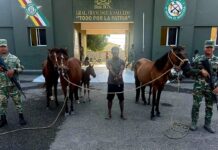 Ejército recupera animales robados localizados con drones durante operativo en Dajabón