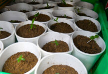Ocupan más de 400 plantas de marihuana en La Cuaba del municipio Pedro Brand
