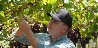 Producción agropecuaria dominicana alcanza niveles históricos en los últimos 25 años