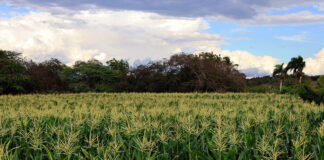 Sánchez Roa reclama a Agricultura pagar deuda con productores y dueño de maquinarias de San Juan