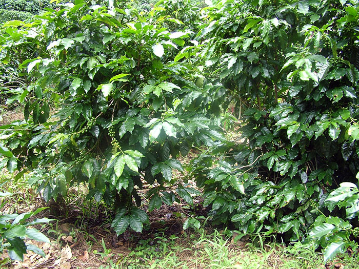 Plantación de café